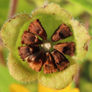 メランポジウムの花が枯れて種子が現れた状態をマクロ撮影した写真｜萼片に囲まれた茶色い種の質感が鮮明