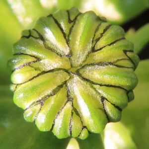 ノースポールの北極の雪を思わせる白い小菊を撮影した花写真