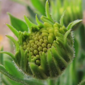 マーガレットの真珠の花を撮影した花写真