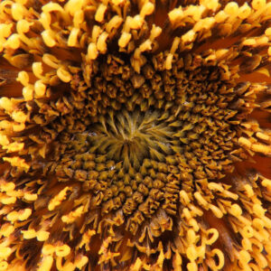 ヒマワリの花芯を中心に撮影したダイナミックなマクロ画像