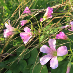 ムラサキカタバミの淡紅紫の片喰花を撮影した花写真
