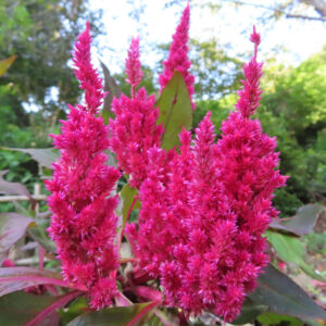 鮮やかなマゼンタ色のケイトウの花穂が立ち上がる姿を屋外で撮影した写真