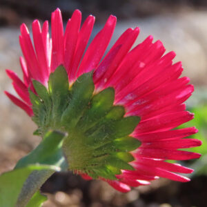 デイジーの太陽の目と呼ばれた花を撮影した花写真