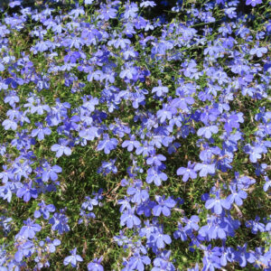 ロベリアの花が一面に咲き広がる群生写真｜青紫色の小花が密集して咲く鮮やかな風景