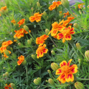 赤と黄色の花びらを持つマリーゴールドが群生して咲く写真｜緑の葉に囲まれた夏の花壇の風景