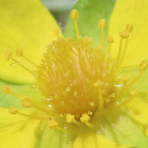 ヘビイチゴの黄色い花を撮影した花写真