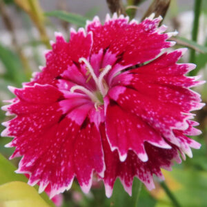 ナデシコの秋の七草を撮影した花写真