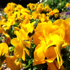 ビオラ・パンジーのもの思いの花を撮影した花写真