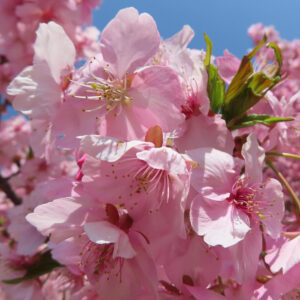 サクラの日本の桜文化を撮影した花写真