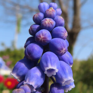 ムスカリの青紫の房花を撮影した花写真