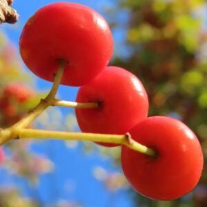 日本の秋、青空を背景にピラカンサの赤い実が3粒ぶら下がっている様子を接写した写真