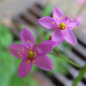 二輪並んで咲くハゼランの花の無料写真素材