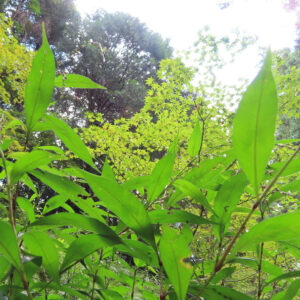 青空と木々を背景に群生するヤナギタデの細長い緑の葉を見上げるように撮影した写真