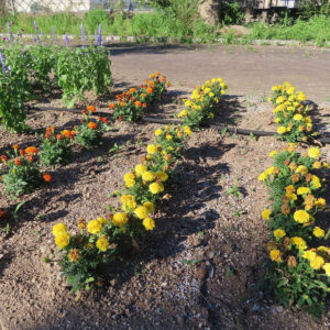 黄色とオレンジのマリーゴールドが整列して咲く花壇の写真｜夏の庭を彩る鮮やかな風景