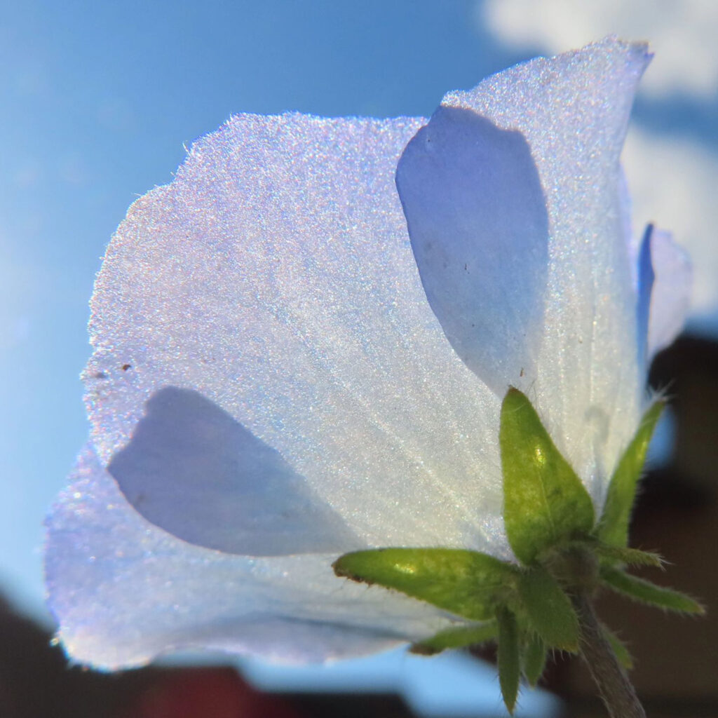 ネモフィラが青い花を咲かせています