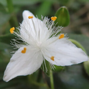 ふわふわとした雄しべが特徴的なトキワツユクサの花のクローズアップ