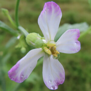 雨粒をまとったダイコンの白と薄紫の花を接写した写真