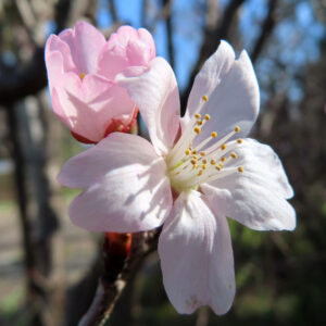 サクラの日本の桜文化を撮影した花写真