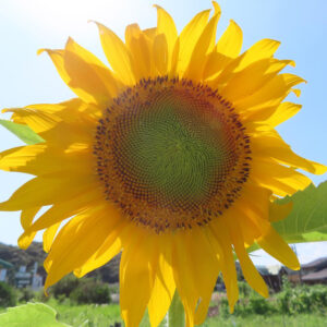 青空の下で満開に咲く向日葵の花のアップ写真