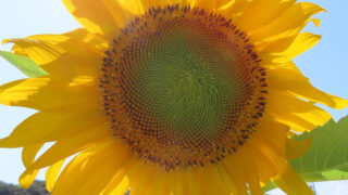 AfDH0_2_su-CB8ju48FWmH8TM068xftPDPI9tDMyefoj6qhK3e0ITyUxYjIyTbU