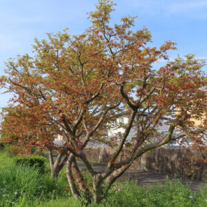 春のカエデの木を撮影した写真｜若葉が開き赤い花芽が枝先に広がる樹形と青空の風景