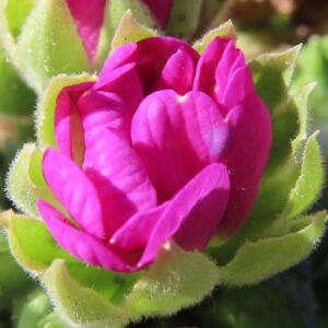 プリムラの春を告げる花を撮影した花写真