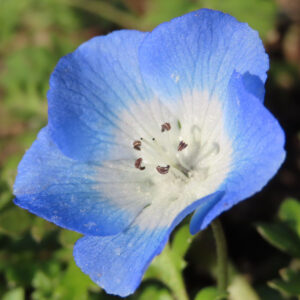 ネモフィラの空色のBaby blue eyesを撮影した花写真