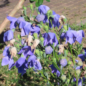 蕾と花が多数ついたキキョウ株の全体像（群生・夏の庭）
