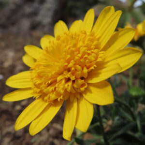 マーガレットの真珠の花を撮影した花写真