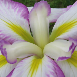 紫の縁取りが入った白いハナショウブの花心をアップで撮影した接写写真