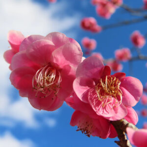 ウメの早春に香る梅を撮影した花写真