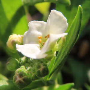 アリッサムの甘く香る小花を撮影した花写真
