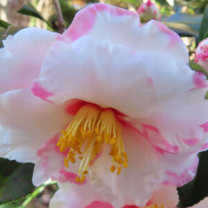 白い花弁の縁がピンクに染まったツバキの花を接写した写真。黄色いしべが際立つ春の花