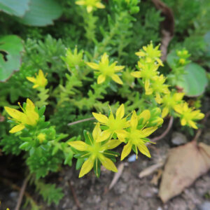 メノマンネングサの黄色い星形の花が群生して咲く姿を上から撮影した写真