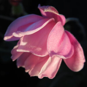シュウメイギク（秋明菊）の花を横から捉えた接写写真。淡いピンク色の花びらが幾重にも重なり、逆光で縁が透けて柔らかく輝くシルエットを暗い背景に浮かび上がらせた構図。