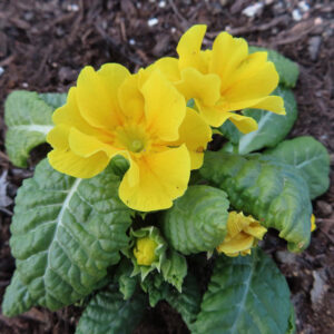 プリムラの春を告げる花を撮影した花写真