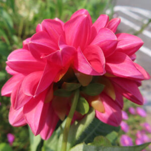 鮮やかなピンク色のダリアの花を後ろ姿から撮影した写真｜光に透ける花びらが美しい