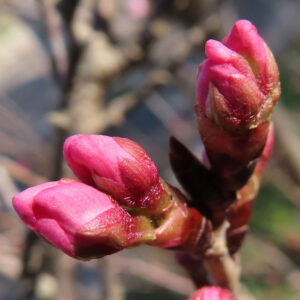 サクラの日本の桜文化を撮影した花写真