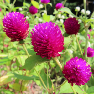 手前の紫花にピントを合わせ背景に数輪がぼける構図