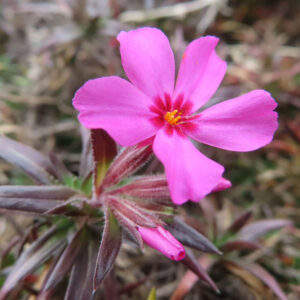 シバザクラの芝のように広がる春の花じゅうたんを撮影した花写真