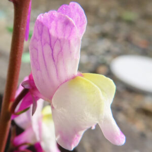 キンギョソウの口元の花形を撮るポイントを撮影した花写真