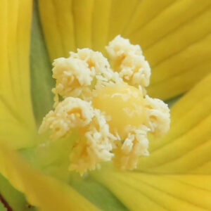 ヒレタゴボウの花の中心部を接写した写真｜淡黄色の雌しべを取り囲む白っぽい雄しべと花粉の粒状感がはっきり分かる黄色い花のマクロ撮影