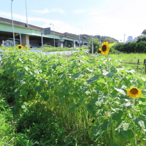 道路脇の花壇に咲くヒマワリの群生と都市風景のコントラスト