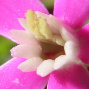 ツルコザクラの花の中心部を拡大撮影したマクロ写真。黄色い雄しべと白い花筒、ピンク色の花弁の質感が鮮明に写っている。