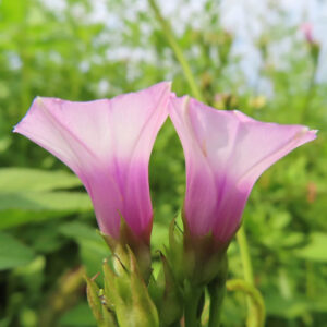 日本で秋にホシアサガオ（星朝顔）が淡いピンクと紫の花を2輪並べて咲かせている写真