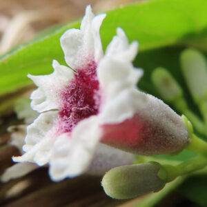 サオトメカズラの花を横から接写した写真、白い花びらと赤紫色の中心、隣に蕾が映る