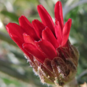 マーガレットの真珠の花を撮影した花写真