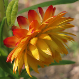 ムギワラギクの帝王貝細工を撮影した花写真