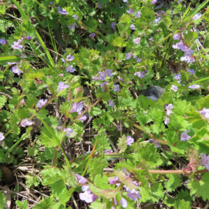 カキドオシの垣を通す春の薄紫花を撮影した花写真