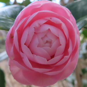 薄紅色のツバキが花弁を幾重にも重ねて整った丸い形で咲くクローズアップ写真